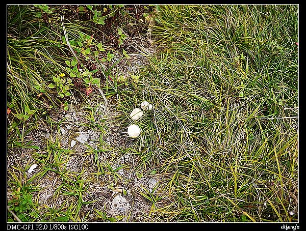 [國內趴趴走]一起看星星。往合歡山的路上最美~