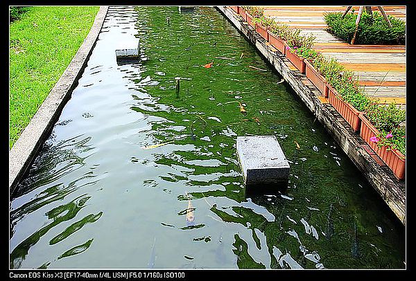 [住。東部。台東]台東鹿野|鹿鳴溫泉酒店。餵牛篇