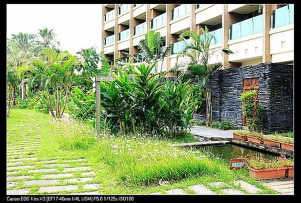 [住。東部。台東]台東鹿野|鹿鳴溫泉酒店。餵牛篇