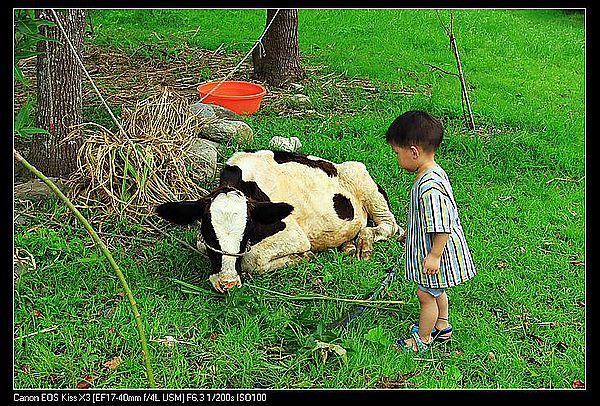 [住。東部。台東]台東鹿野|鹿鳴溫泉酒店。餵牛篇