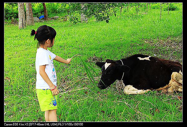 [住。東部。台東]台東鹿野|鹿鳴溫泉酒店。餵牛篇