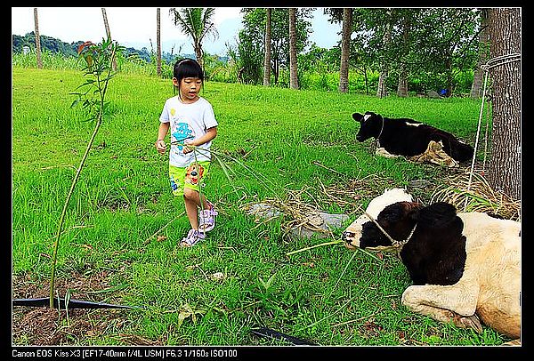 [住。東部。台東]台東鹿野|鹿鳴溫泉酒店。餵牛篇