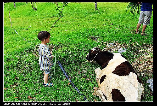 [住。東部。台東]台東鹿野|鹿鳴溫泉酒店。餵牛篇