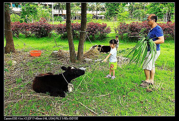 [住。東部。台東]台東鹿野|鹿鳴溫泉酒店。餵牛篇