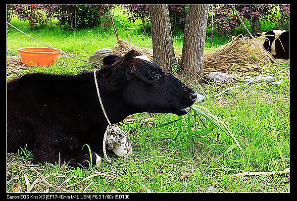 [住。東部。台東]台東鹿野|鹿鳴溫泉酒店。餵牛篇