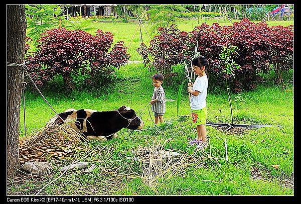 [住。東部。台東]台東鹿野|鹿鳴溫泉酒店。餵牛篇