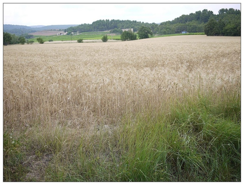 [2013。夏。親子背包歐遊]遊記|DAY7-美好的薰衣草季。AMY的私房普羅旺斯南法tour行程。幸福