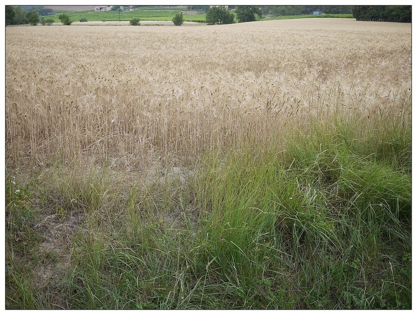 [2013。夏。親子背包歐遊]遊記|DAY7-美好的薰衣草季。AMY的私房普羅旺斯南法tour行程。幸福