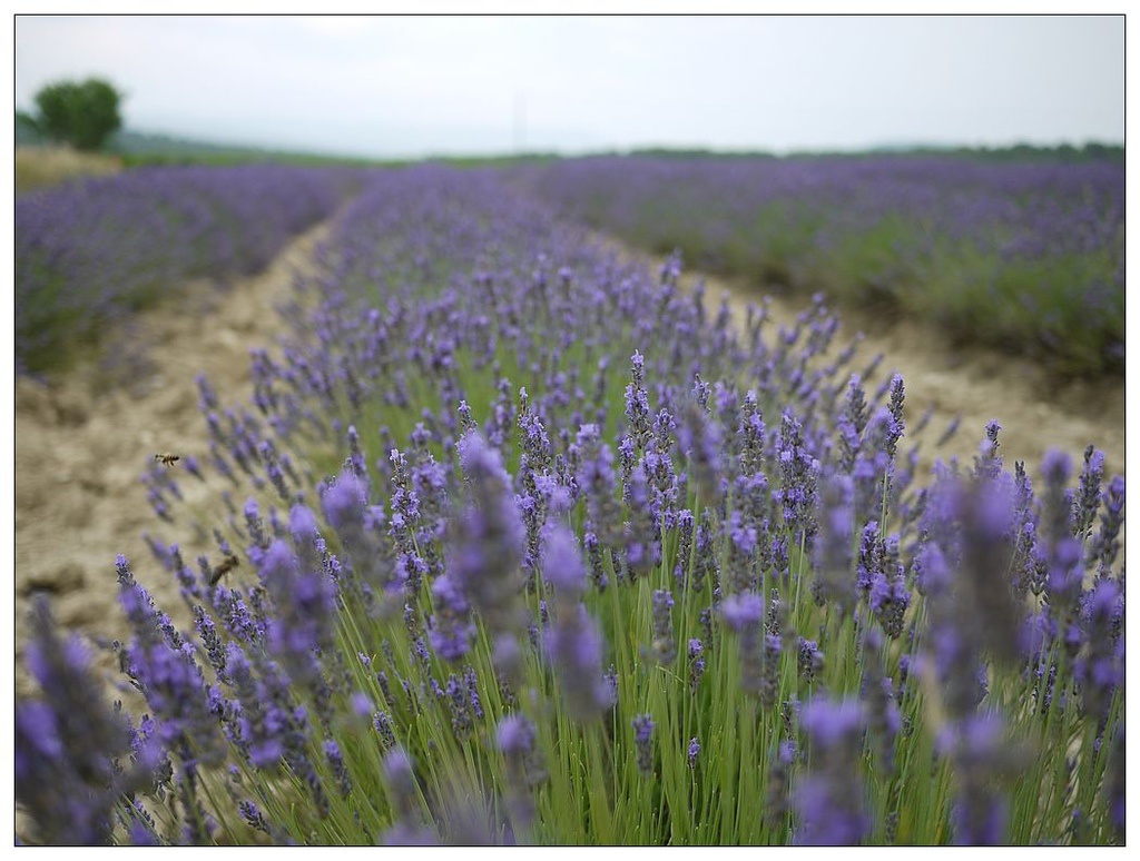 [2013。夏。親子背包歐遊]遊記|DAY7-美好的薰衣草季。AMY的私房普羅旺斯南法tour行程。幸福