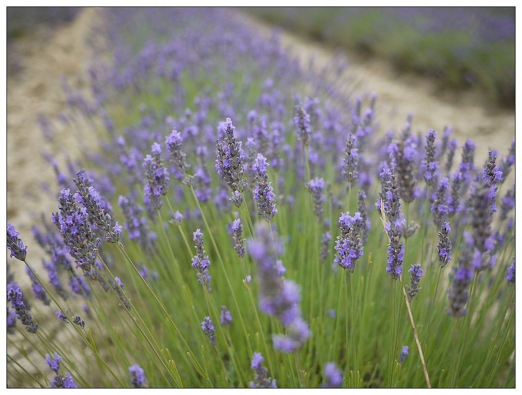 [2013。夏。親子背包歐遊]遊記|DAY7-美好的薰衣草季。AMY的私房普羅旺斯南法tour行程。幸福