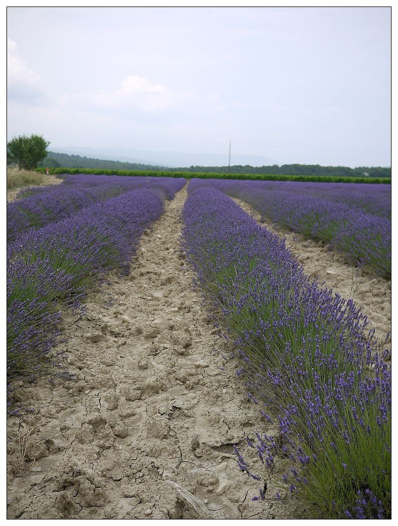 [2013。夏。親子背包歐遊]遊記|DAY7-美好的薰衣草季。AMY的私房普羅旺斯南法tour行程。幸福