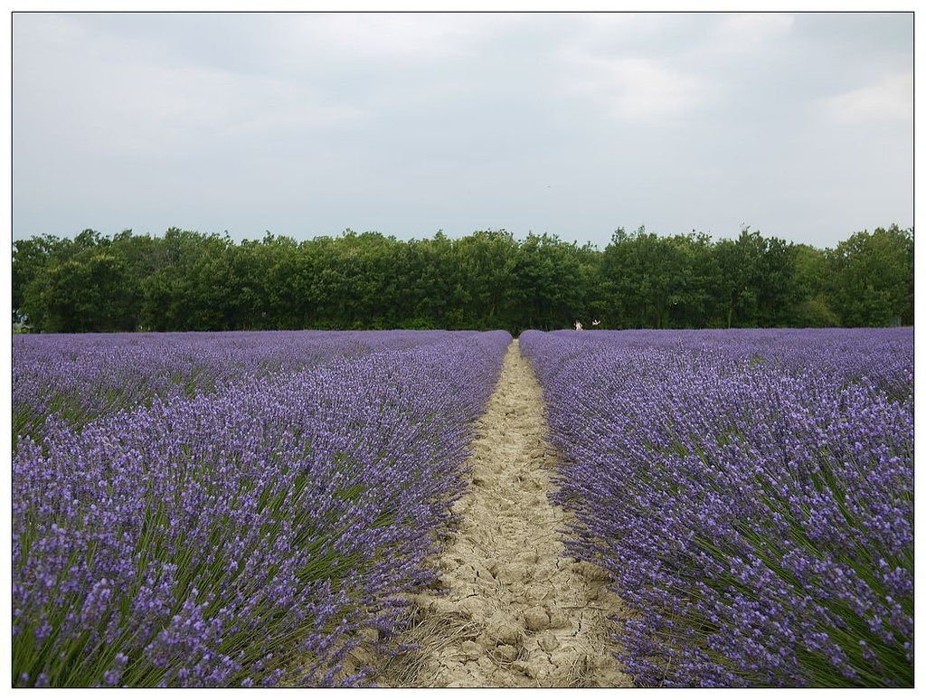 [2013。夏。親子背包歐遊]遊記|DAY7-美好的薰衣草季。AMY的私房普羅旺斯南法tour行程。幸福