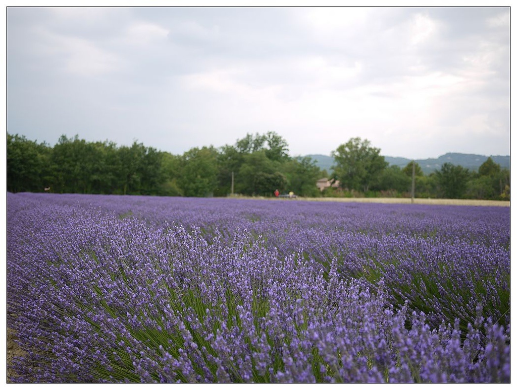 [2013。夏。親子背包歐遊]遊記|DAY7-美好的薰衣草季。AMY的私房普羅旺斯南法tour行程。幸福