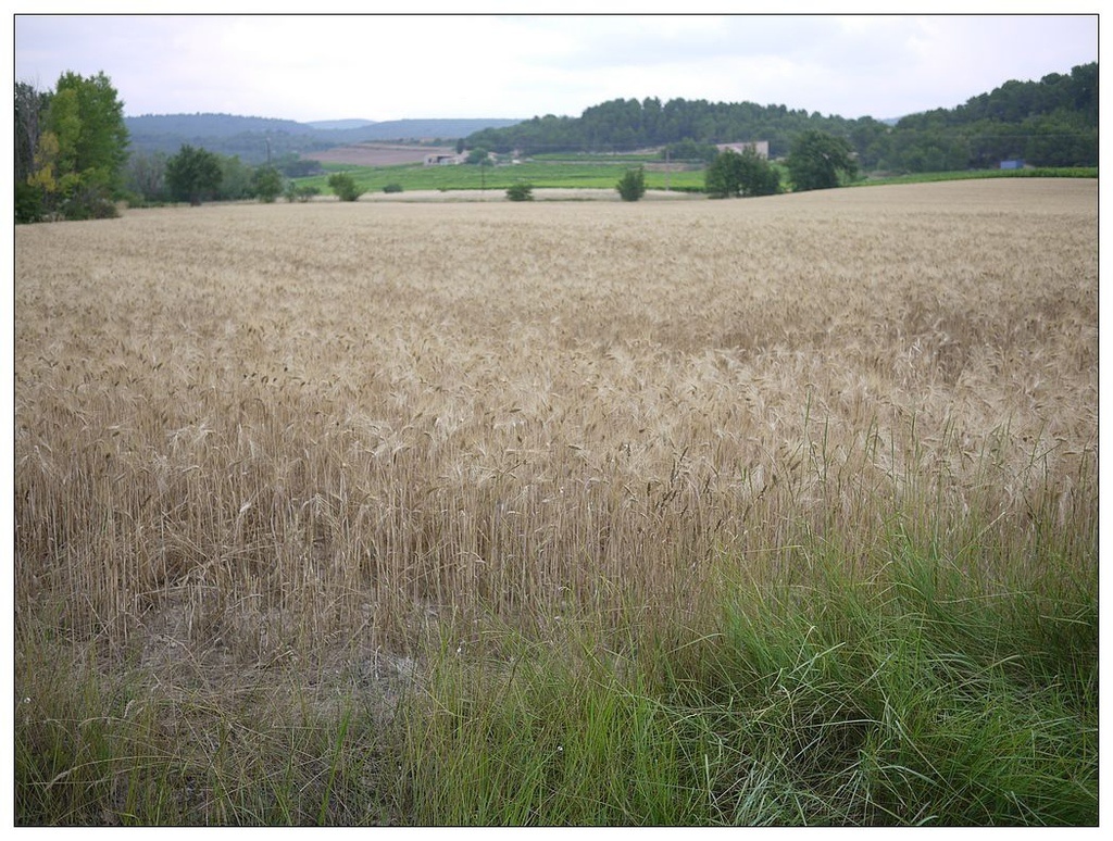 [2013。夏。親子背包歐遊]遊記|DAY7-美好的薰衣草季。AMY的私房普羅旺斯南法tour行程。幸福