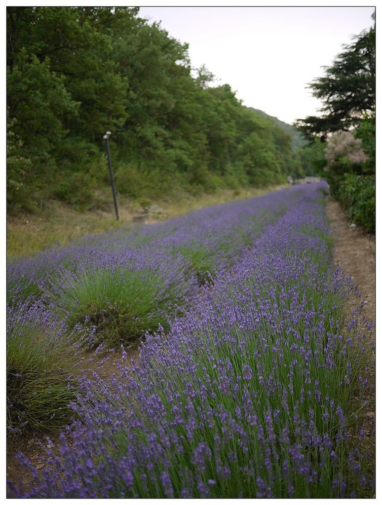 [2013。夏。親子背包歐遊]遊記|DAY7-美好的薰衣草季。AMY的私房普羅旺斯南法tour行程。幸福