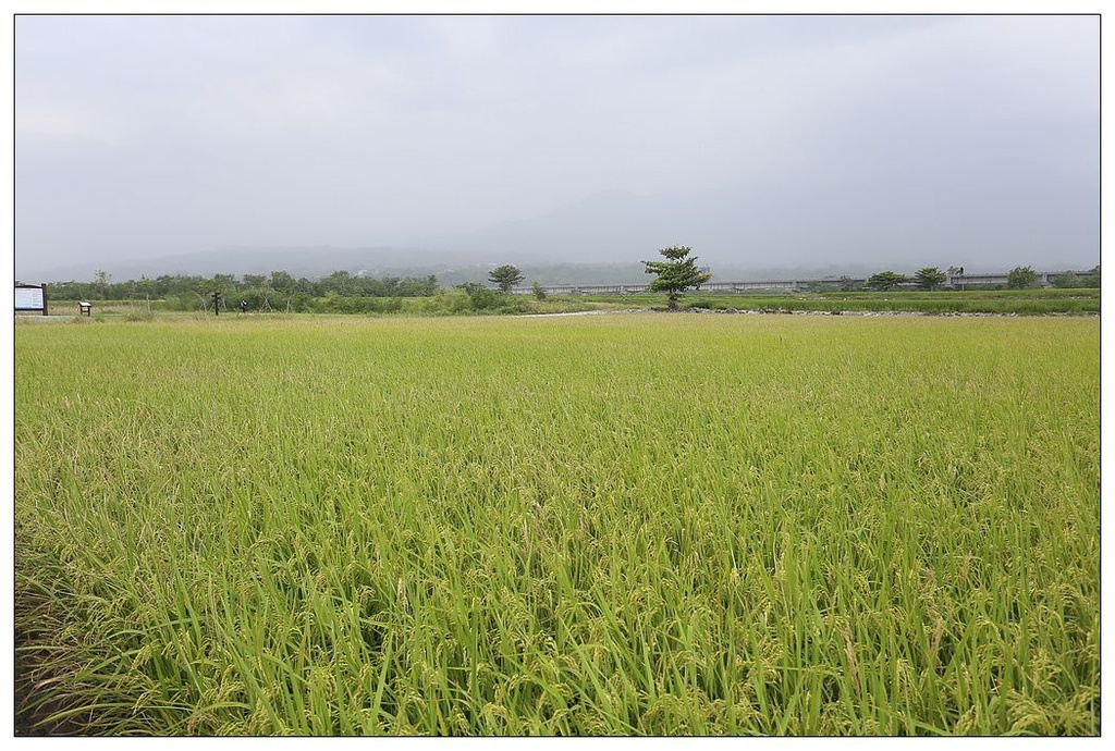 [國內趴趴走。東部]後時代農村人文旅記|印象台東。鹿野大原社區–台東新亮點。新良濕地生態園區