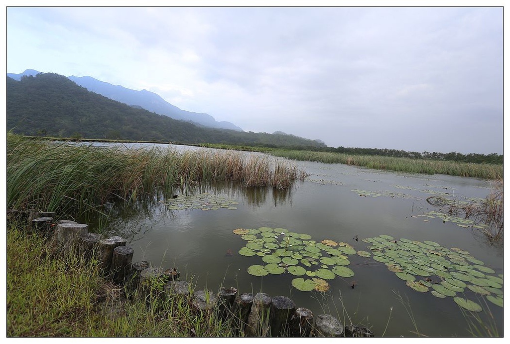 [國內趴趴走。東部]後時代農村人文旅記|印象台東。鹿野大原社區–台東新亮點。新良濕地生態園區