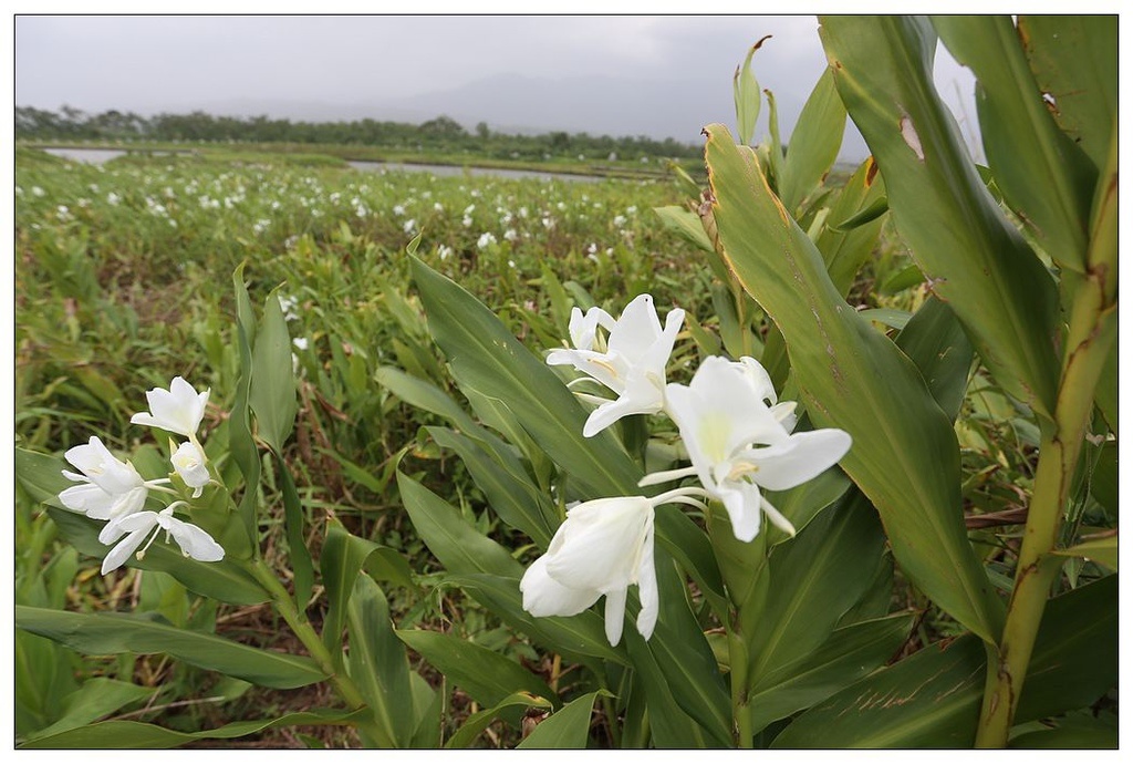 [國內趴趴走。東部]後時代農村人文旅記|印象台東。鹿野大原社區–台東新亮點。新良濕地生態園區