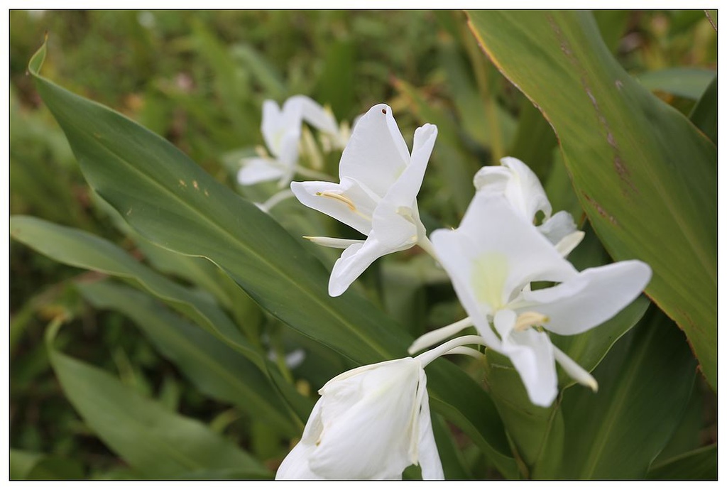 [國內趴趴走。東部]後時代農村人文旅記|印象台東。鹿野大原社區–台東新亮點。新良濕地生態園區