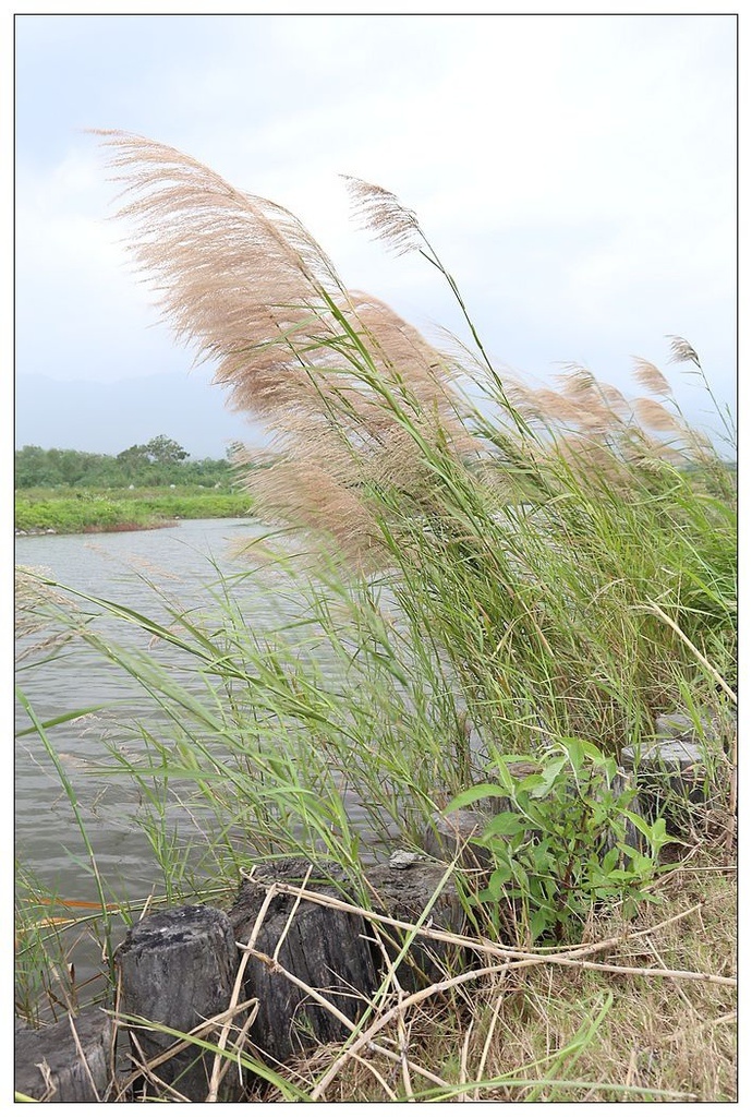 [國內趴趴走。東部]後時代農村人文旅記|印象台東。鹿野大原社區–台東新亮點。新良濕地生態園區