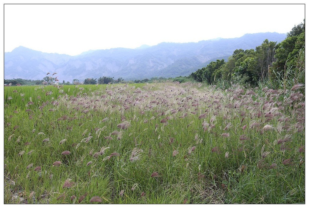 [國內趴趴走。東部]後時代農村人文旅記|印象台東。鹿野大原社區–台東新亮點。新良濕地生態園區