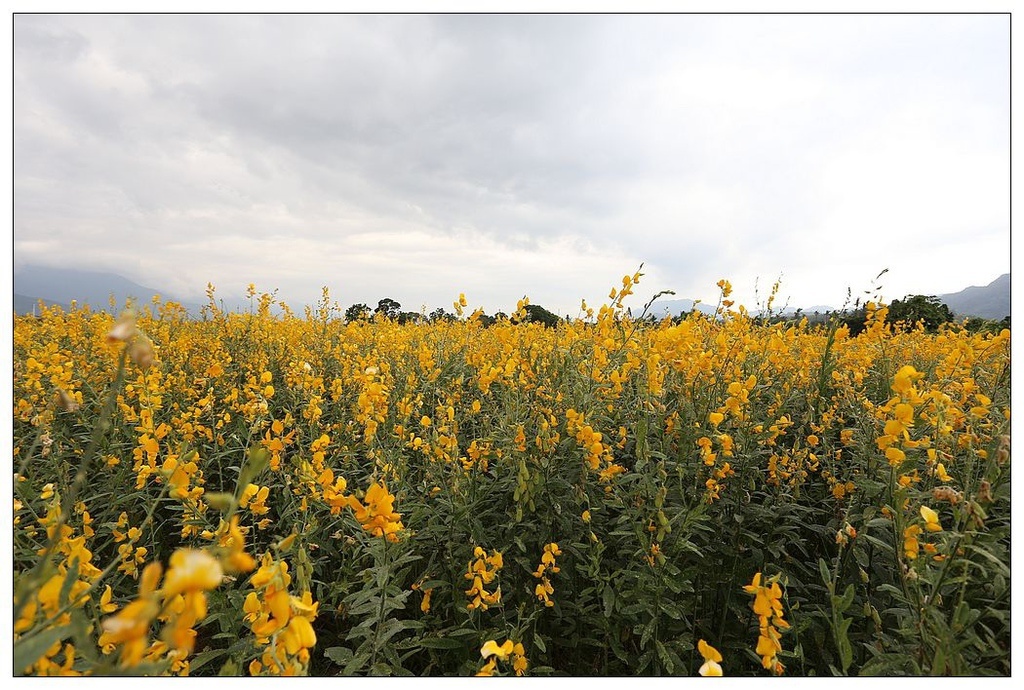 [國內趴趴走。東部]後時代農村人文旅記|印象台東。鹿野大原社區–台東新亮點。新良濕地生態園區