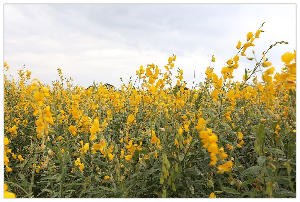 [國內趴趴走。東部]後時代農村人文旅記|印象台東。鹿野大原社區–台東新亮點。新良濕地生態園區