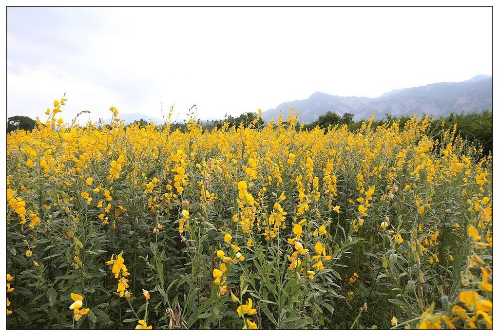 [國內趴趴走。東部]後時代農村人文旅記|印象台東。鹿野大原社區–台東新亮點。新良濕地生態園區