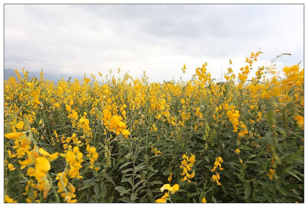 [國內趴趴走。東部]後時代農村人文旅記|印象台東。鹿野大原社區–台東新亮點。新良濕地生態園區