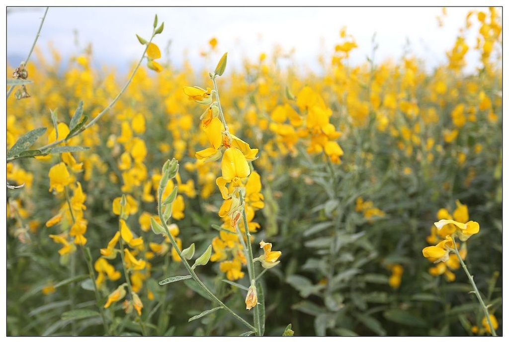 [國內趴趴走。東部]後時代農村人文旅記|印象台東。鹿野大原社區–台東新亮點。新良濕地生態園區