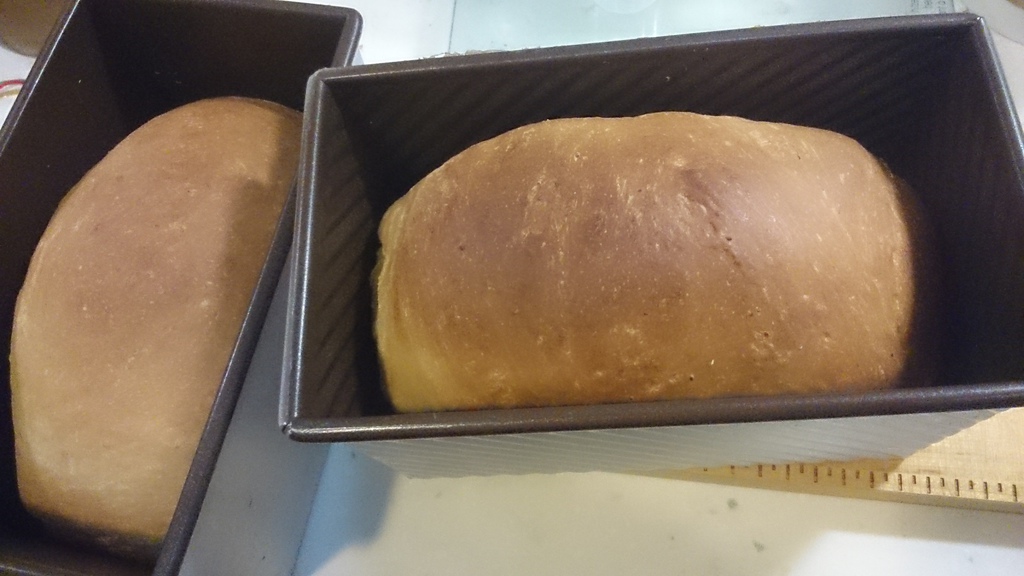 [烘培世界]鮮奶山茶花麥片土司。烘培香氣的美好