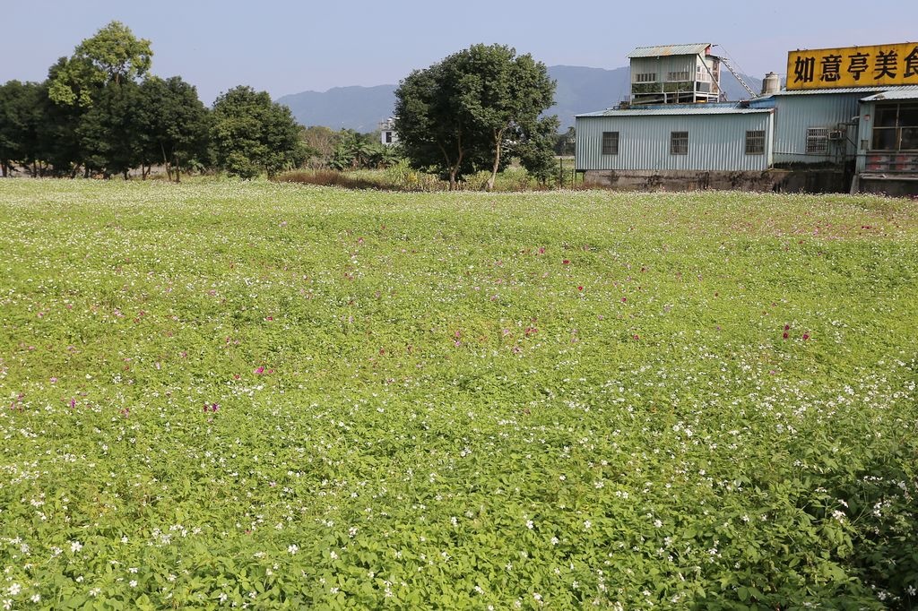 [食記。東部]慢城鳳林旅記|芳草古樹擂茶餐。重新學習家庭、長幼、親子間教育娛樂兼具餐廳