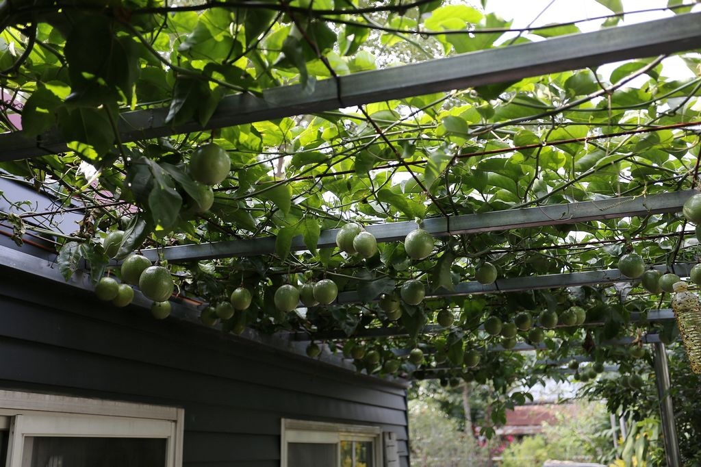 [食記。東部]慢城鳳林旅記|芳草古樹擂茶餐。重新學習家庭、長幼、親子間教育娛樂兼具餐廳