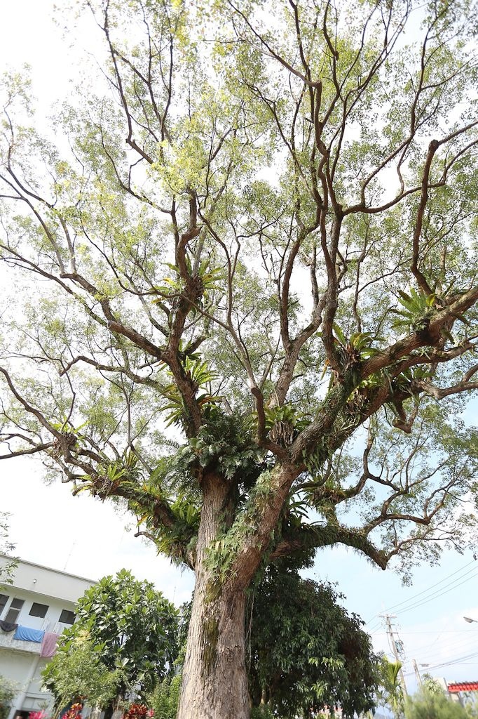 [食記。東部]慢城鳳林旅記|芳草古樹擂茶餐。重新學習家庭、長幼、親子間教育娛樂兼具餐廳