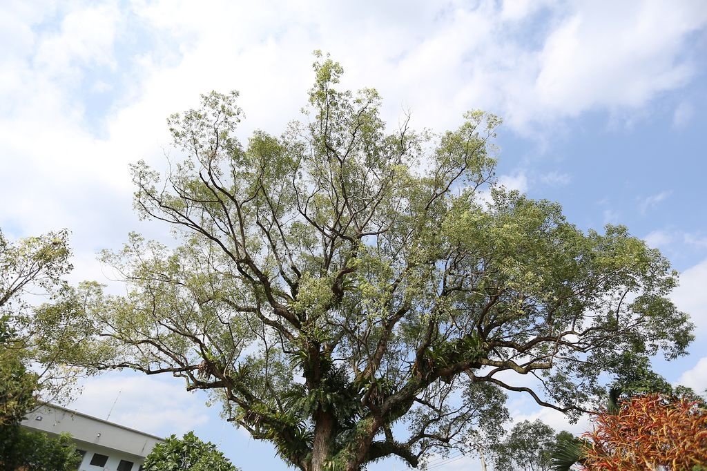 [食記。東部]慢城鳳林旅記|芳草古樹擂茶餐。重新學習家庭、長幼、親子間教育娛樂兼具餐廳