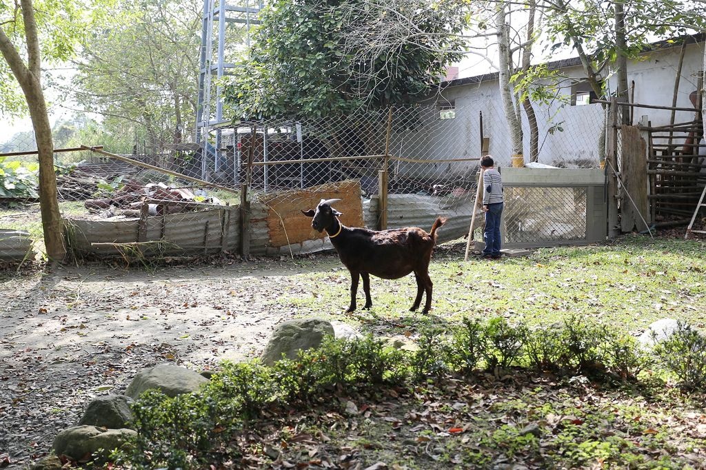 [食記。東部]慢城鳳林旅記|芳草古樹擂茶餐。重新學習家庭、長幼、親子間教育娛樂兼具餐廳