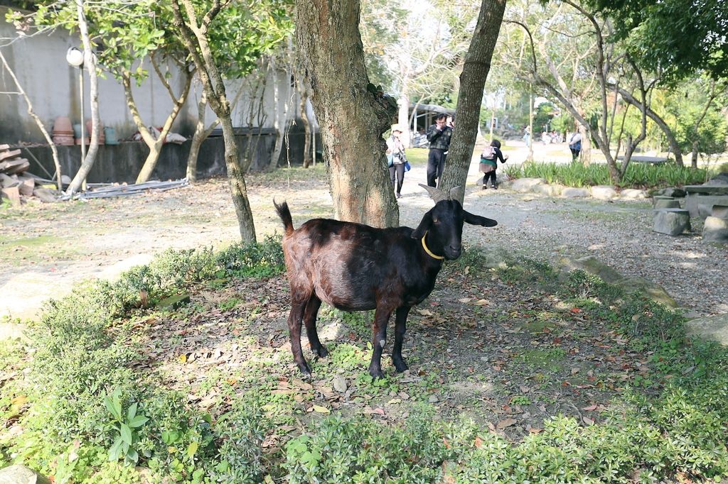 [食記。東部]慢城鳳林旅記|芳草古樹擂茶餐。重新學習家庭、長幼、親子間教育娛樂兼具餐廳