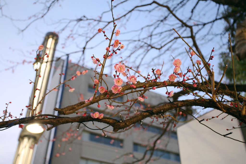 [2014過年。東京老人團]東京上野阿美橫藥妝、晴空塔。轉車轉不停