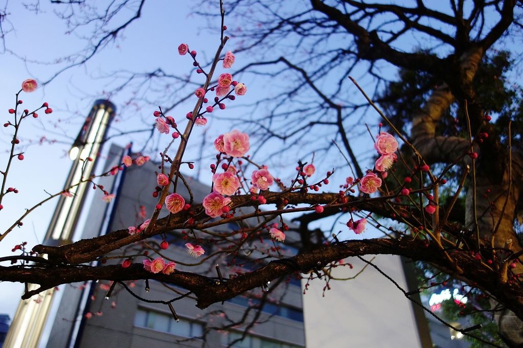 [2014過年。東京老人團]東京上野阿美橫藥妝、晴空塔。轉車轉不停