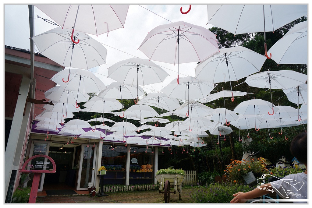 [國內趴趴走。北部]新竹尖石｜薰衣草森林快閃再訪。玫瑰冰淇淋超夢幻好吃！