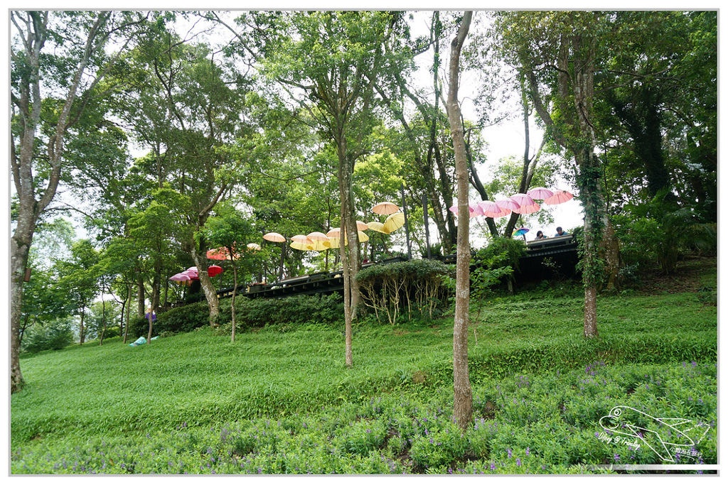 [國內趴趴走。北部]新竹尖石｜薰衣草森林快閃再訪。玫瑰冰淇淋超夢幻好吃！