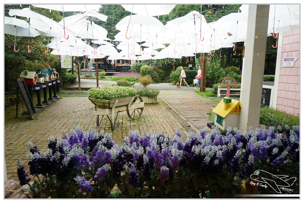 [國內趴趴走。北部]新竹尖石｜薰衣草森林快閃再訪。玫瑰冰淇淋超夢幻好吃！