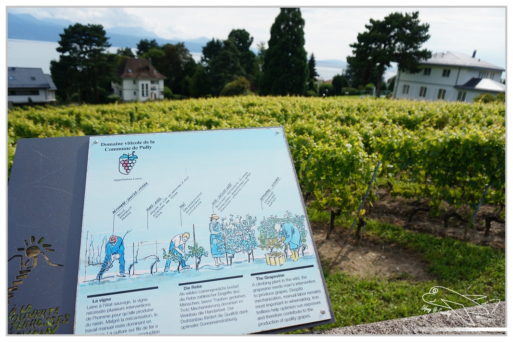 [2014歐洲火車旅行達人]歐鐵pass記旅day5。zermatt–Montreux–vevey–Lausanne–pully。拉沃地區。瑞士自助