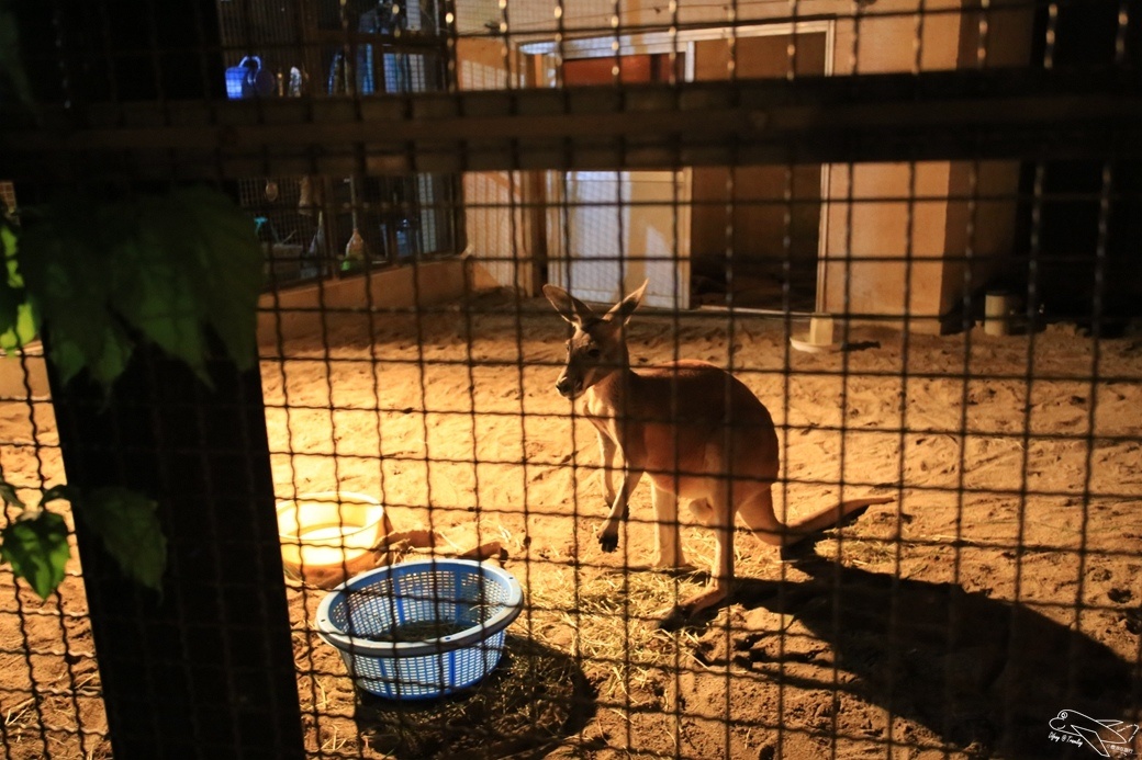 [日本。長野]日本自助親子景點。賞櫻百選之一。須坂動物園、須坂臥龍公園～他們對於孩子的疼愛與信任，超乎我們的想像～