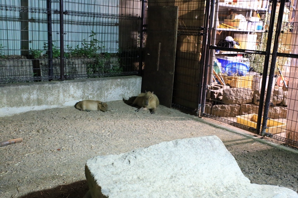[日本。長野]日本自助親子景點。賞櫻百選之一。須坂動物園、須坂臥龍公園～他們對於孩子的疼愛與信任，超乎我們的想像～