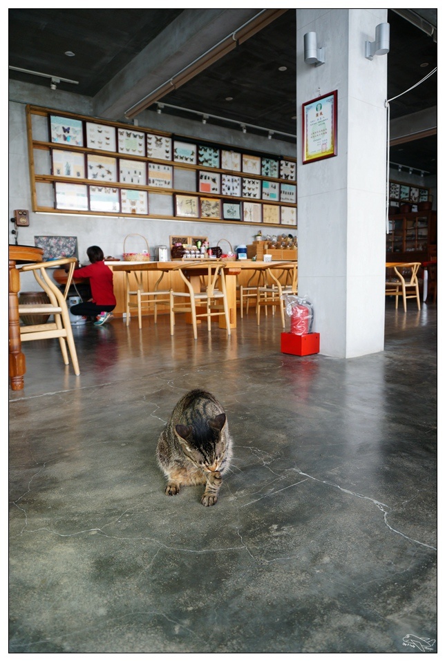 [頭城住宿推薦]蜻蜓石民宿。台灣的烏布仙境民宿。自然、昆蟲、戶外泳池、一泊三食。開放用餐無菜單料理~昆蟲教育活動~