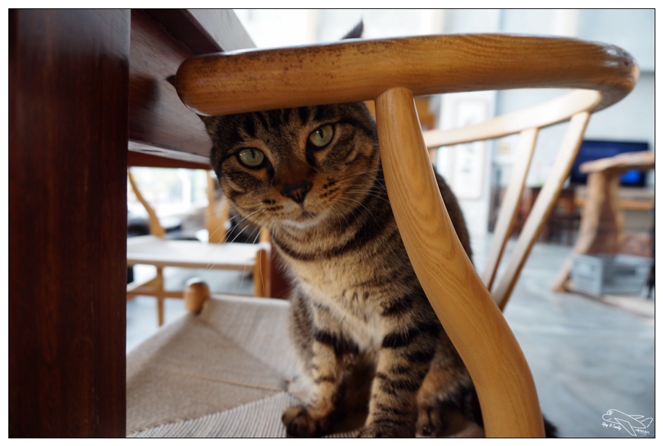 [頭城住宿推薦]蜻蜓石民宿。台灣的烏布仙境民宿。自然、昆蟲、戶外泳池、一泊三食。開放用餐無菜單料理~昆蟲教育活動~