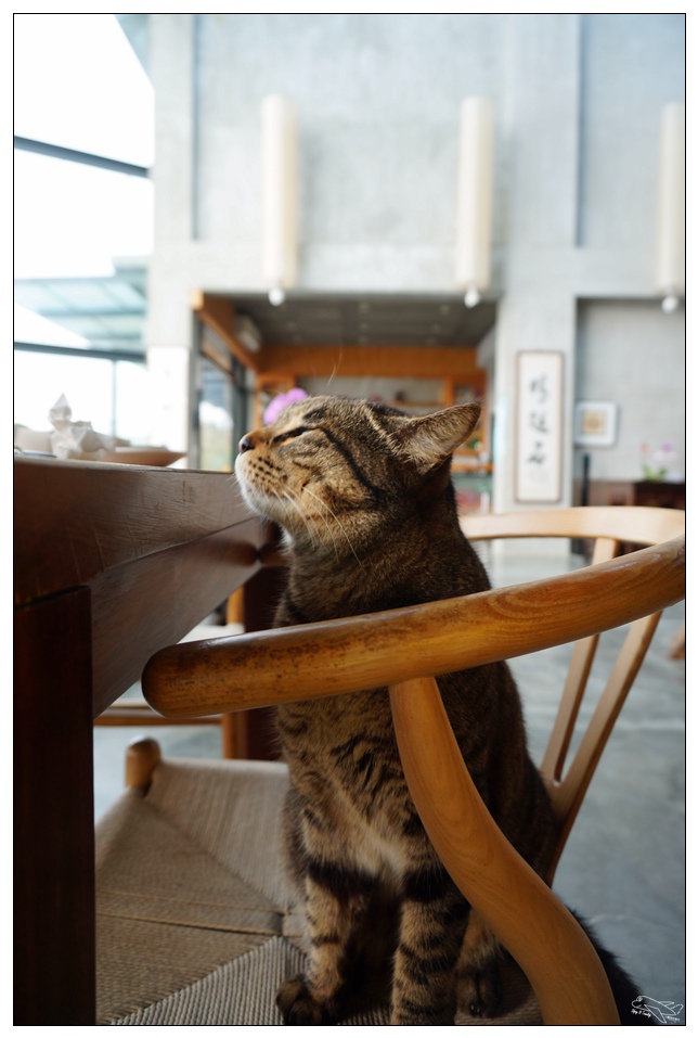 [頭城住宿推薦]蜻蜓石民宿。台灣的烏布仙境民宿。自然、昆蟲、戶外泳池、一泊三食。開放用餐無菜單料理~昆蟲教育活動~