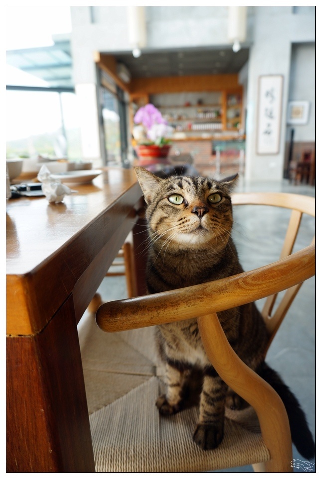 [頭城住宿推薦]蜻蜓石民宿。台灣的烏布仙境民宿。自然、昆蟲、戶外泳池、一泊三食。開放用餐無菜單料理~昆蟲教育活動~