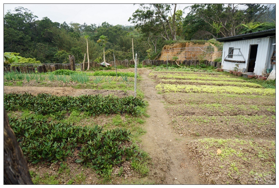 [頭城住宿推薦]蜻蜓石民宿。台灣的烏布仙境民宿。自然、昆蟲、戶外泳池、一泊三食。開放用餐無菜單料理~昆蟲教育活動~